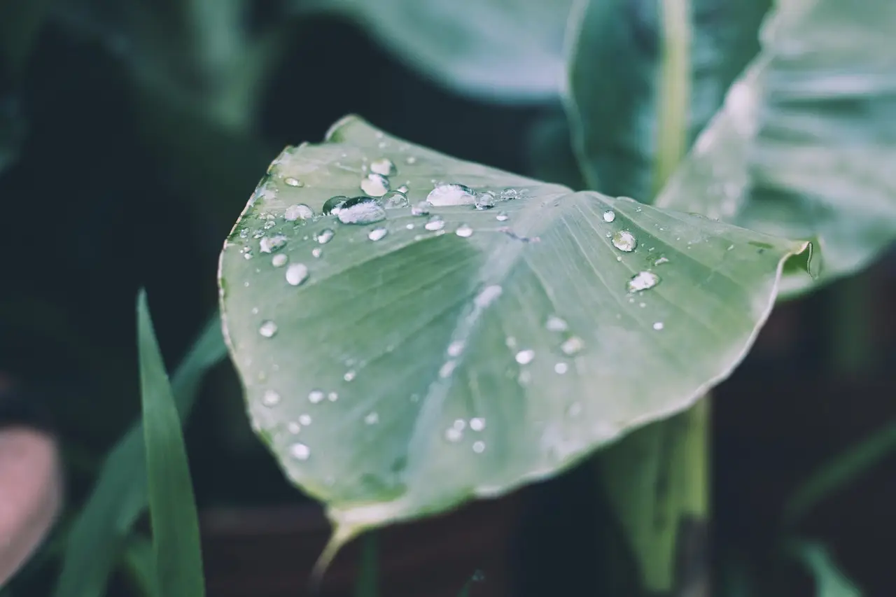 rain, drop of water, hd wallpaper, raindrop, leaf, nature, beautiful nature, drip, plant, garden, green, 4k wallpaper, nature background, nature wallpaper